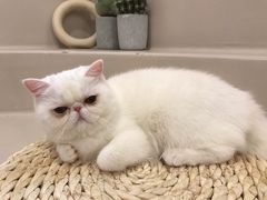 -More Fun猫咖 二十只万元加菲主题