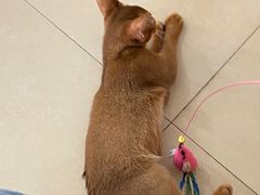 -喵宠乐园·撸猫互动·猫舍