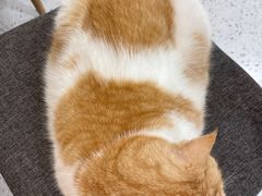 -喵园·猫主题咖啡厅·撸猫·猫咖(国贸店)