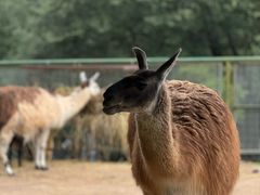 -青藏高原野生动物园