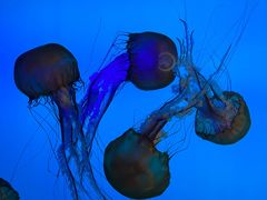 -太平洋海底世界