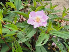 -东莞植物园