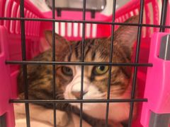 -纳吉亚猫专科动物医院·北北分院