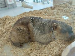 -怪兽屋·羊驼·猫咖·狗咖(俊华广场店)