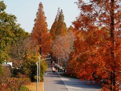 -昆山城市生态森林公园