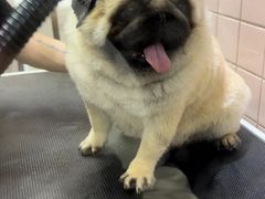 -FAELING PETS美天灵宠物(富力广场店)