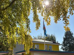 -三里屯东五街银杏大道