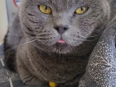 -海边的猫和咖啡馆