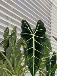 -安那般那皮肤年轻化ANAPANA