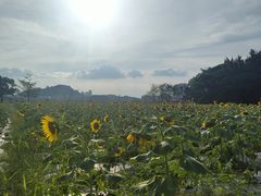 -光明小镇欢乐田园