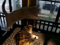 -more than meow吴止猫主题餐厅(承德 中船汇店)