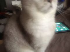-中农国际动物医院24小时·猫科·骨科·急重症中心