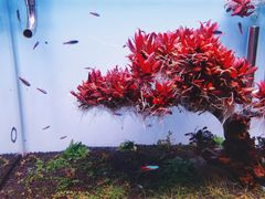 -芭比堂宠物医院·全科爱猫医院·仁德分院