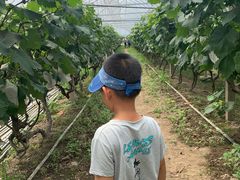 -马陆小张葡萄园农家乐