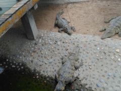 -石家庄市动物园