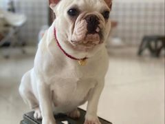 -和它·交个朋友·狗咖猫咖(爱琴海店)