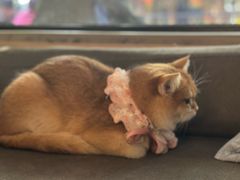 -老梦面包CHEZMOREL(麦子店)