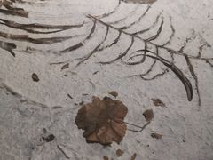 -西双版纳原始森林公园
