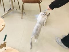 -共舞时光猫咖·狗咖(新街口店)