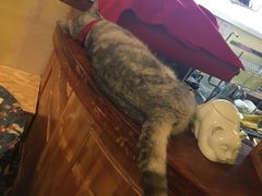 -猫色咖啡·猫咖