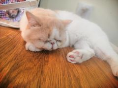 -滚猫咖啡·猫咖·猫友好撸猫(未来城店)