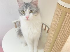 -1013 PET SHOP精品宠物商店(丁香店)