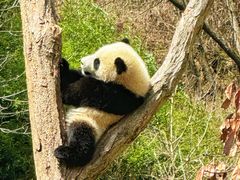 -卧龙自然保护区