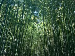 -泰山风景名胜区-普照寺