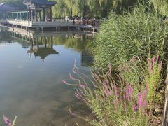 -莲花池公园