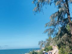 -广东惠东海龟国家级自然保护区
