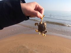 -金梦海湾浴场