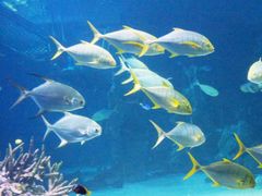 -悉尼海洋生物水族馆