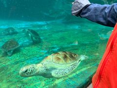 -海合安成都极地海洋公园