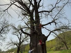 -千年银杏谷文化旅游区