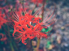 -昆山城市生态森林公园