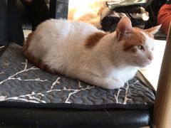 -平行世界·猫咖(首经贸店)