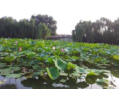 -紫竹院公园冰场