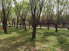 -洨河生态公园