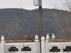 -妙峰山风景名胜区