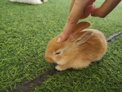 -萌宠亲子动物乐园(槐房万达店)