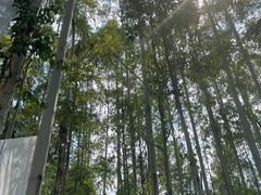 -桉树林A coffee 森林餐厅(三圣乡店)
