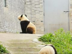 -都江堰中华大熊猫苑