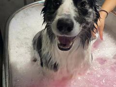 -PETKIT小佩宠物·低压洗护(国顺东路店)