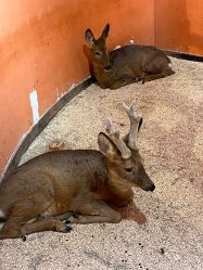 -Zoolung Zoolung动物主题公园(海信广场店)