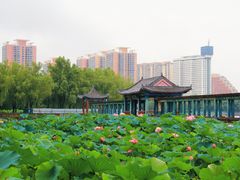 -莲花池公园