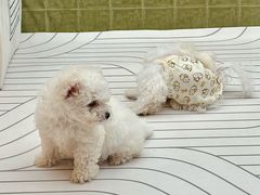 -帕帕拉兹宠物(亚洲旗舰店)