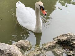 -烟墩角天鹅湖