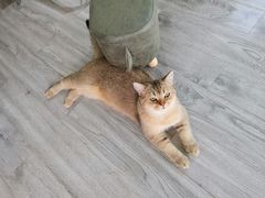 -喵屿·大理花园猫咖