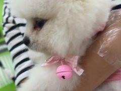 -唐小姐の猫狗洗护·购宠旗舰店(周浦万达店)