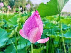 -东郊湿地公园